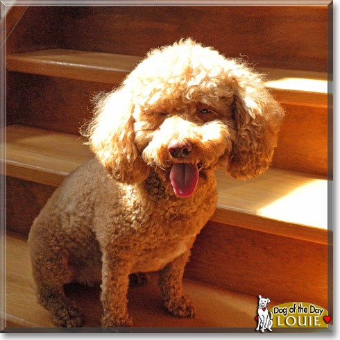 Louie, the Dog of the Day Louie, the Dog of the Day