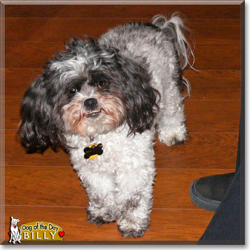 Billy, the Dog of the Day