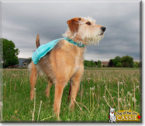 Cassie, the Dog of the Day