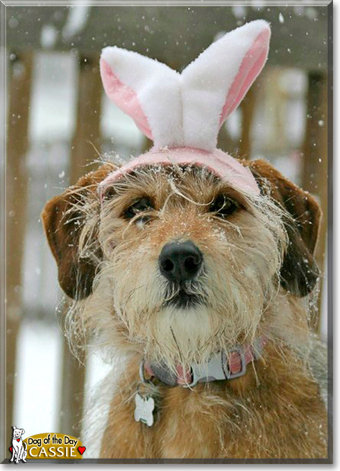Cassie, the Dog of the Day