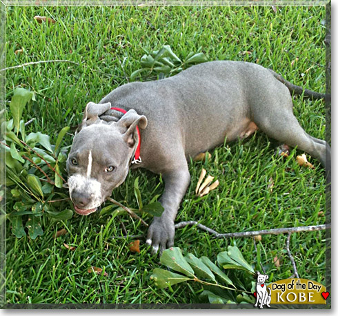 Kobe, the Dog of the Day