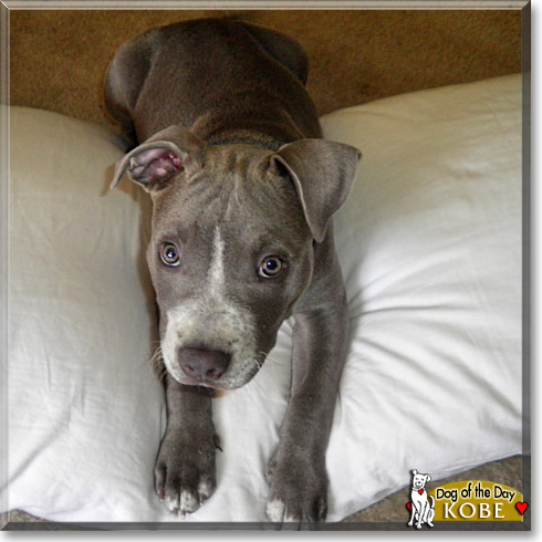 Kobe, the Dog of the Day
