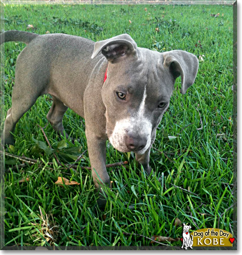 Kobe, the Dog of the Day