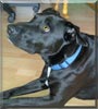 Zak
