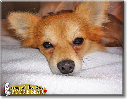 Pookie Bear, the Dog of the Day