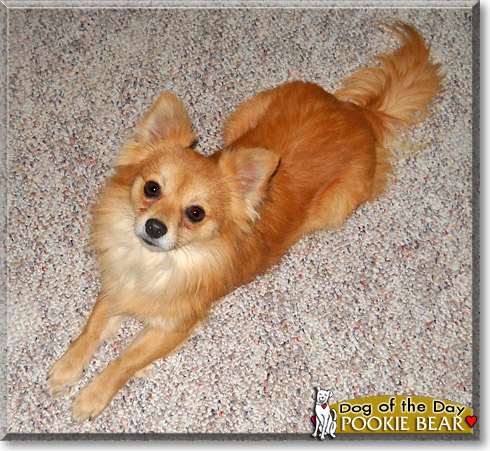 Pookie Bear, the Dog of the Day