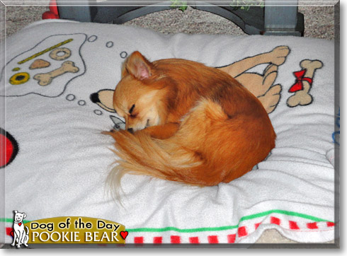 Pookie Bear, the Dog of the Day