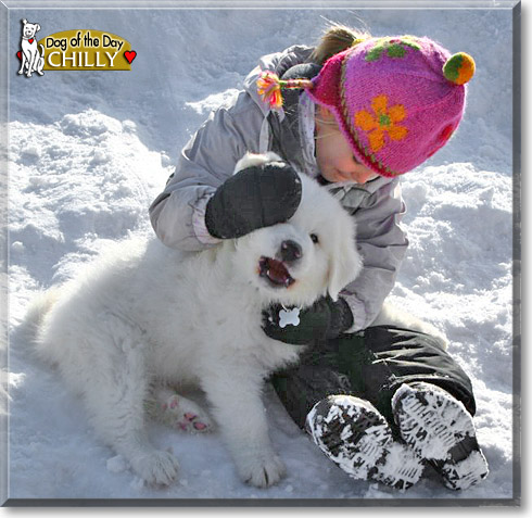Chilly, the Dog of the Day