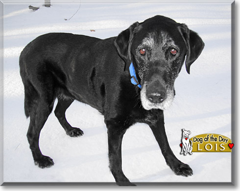 Lois, the Dog of the Day