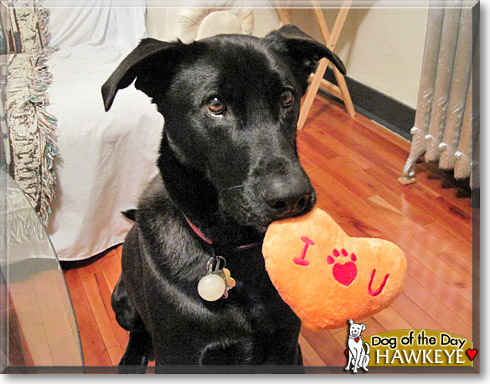 Hawkeye, the Dog of the Day