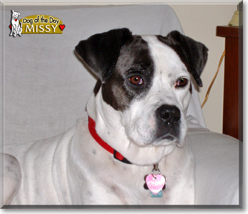 Missy, the Dog of the Day