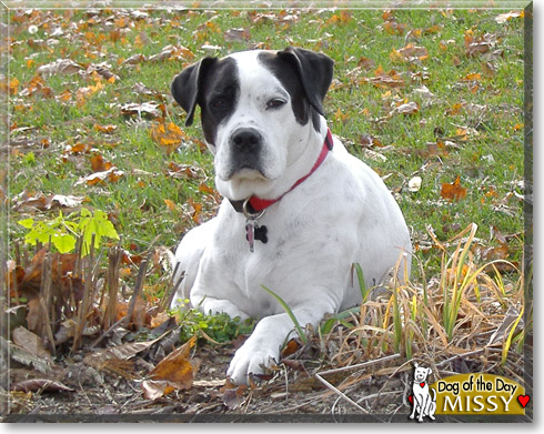 Missy, the Dog of the Day