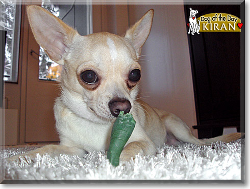 Kiran, the Dog of the Day Kiran, the Dog of the Day