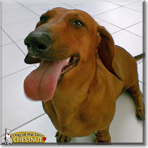 Chestnut, the Dog of the Day