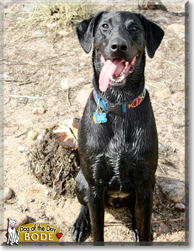 Bode, the Dog of the Day