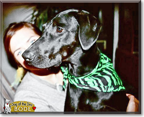 Bode, the Dog of the Day