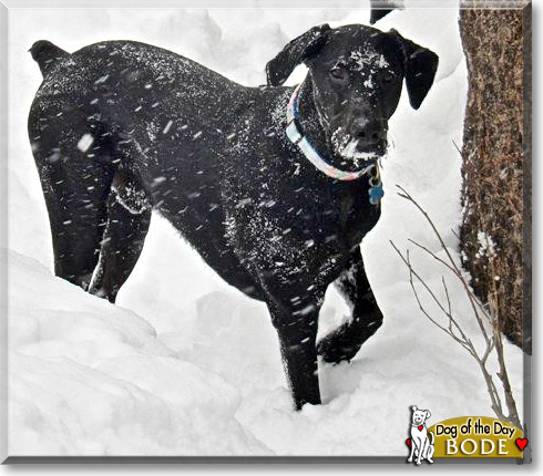 Bode, the Dog of the Day