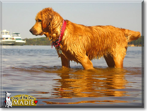 Madie, the Dog of the Day