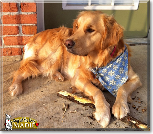 Madie, the Dog of the Day