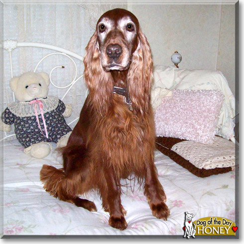 Honey, the Dog of the Day