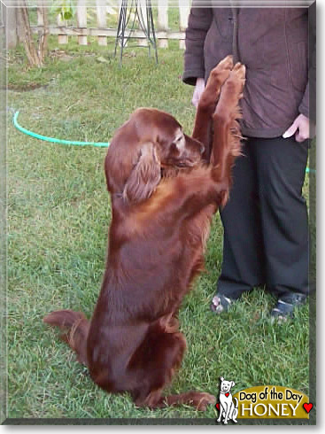 Honey, the Dog of the Day
