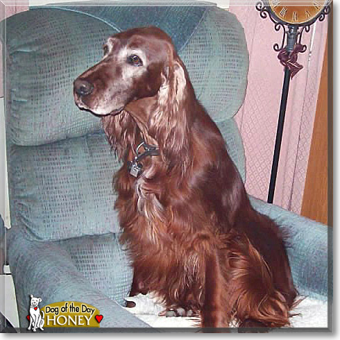 Honey, the Dog of the Day