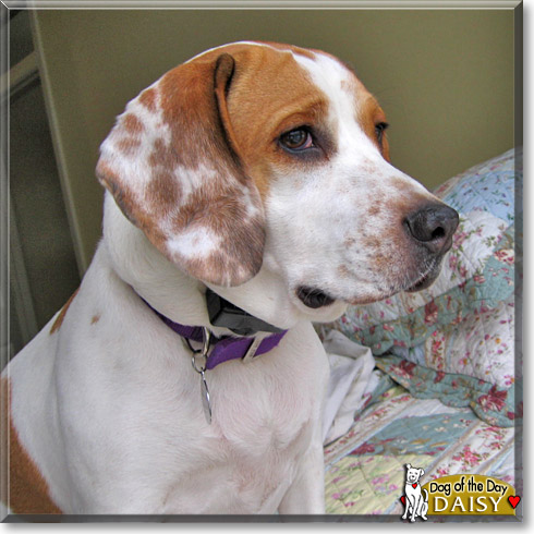 Daisy, the Dog of the Day