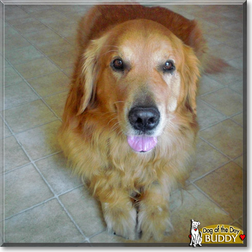 Buddy, the Dog of the Day
