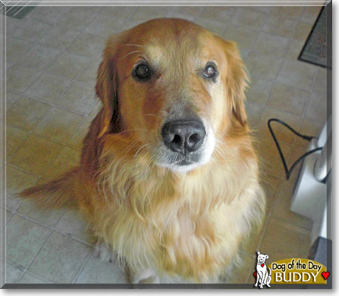 Buddy, the Dog of the Day