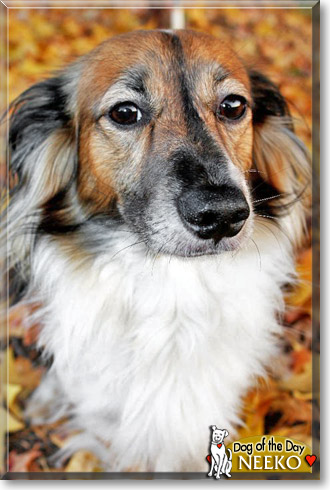 Neeko, the Dog of the Day