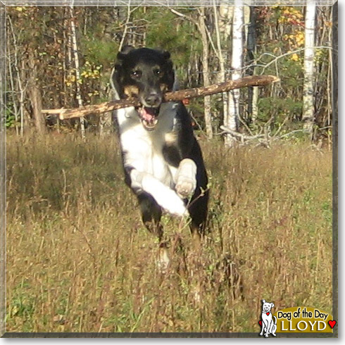 Lloyd, the Dog of the Day
