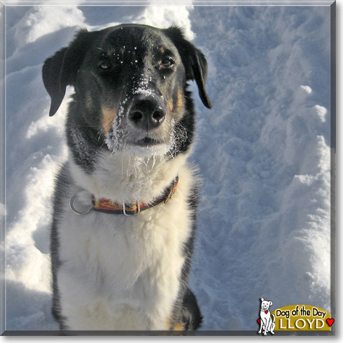 Lloyd, the Dog of the Day
