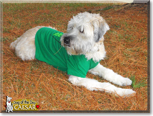 Caesar, the Dog of the Day