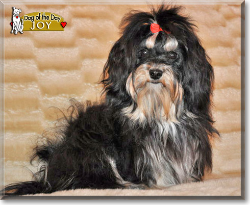Joy, the Dog of the Day