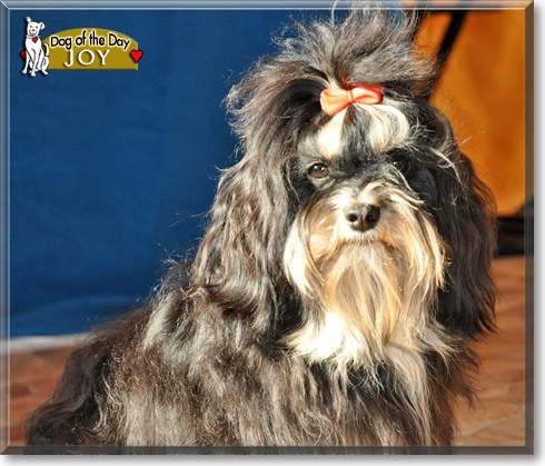 Joy, the Dog of the Day