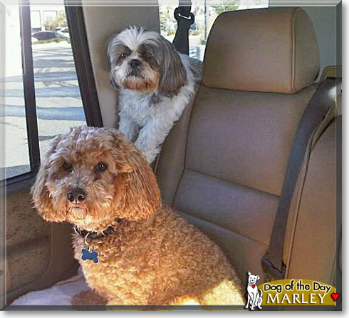 Marley, the Dog of the Day