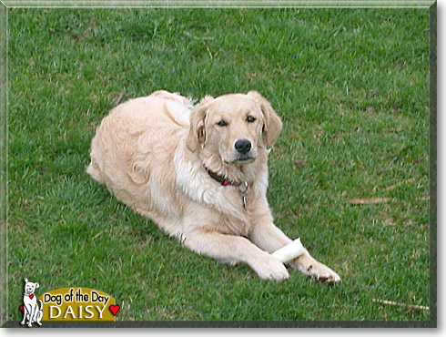 Daisy, the Dog of the Day