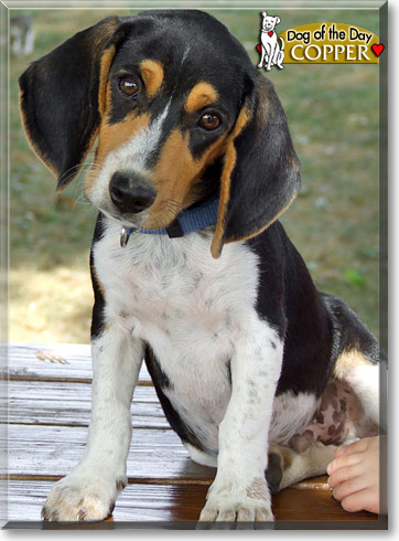 Copper, the Dog of the Day