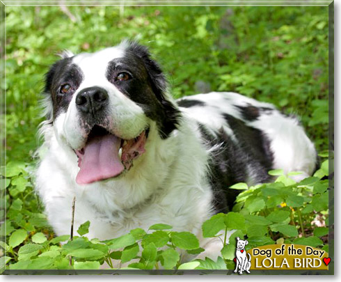 Lola Bird, the Dog of the Day