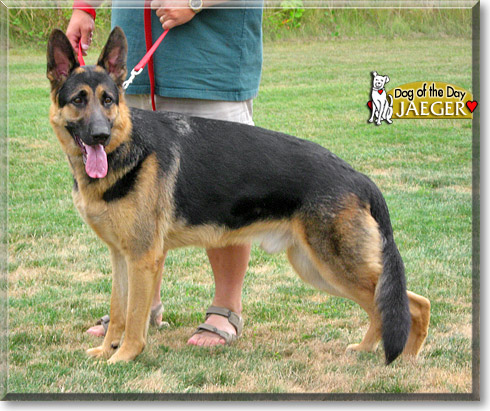 Jaeger, the Dog of the Day