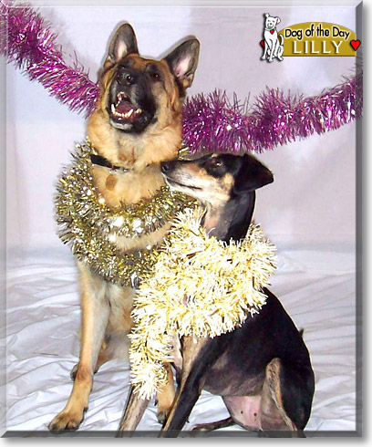 Lilly, the Dog of the Day