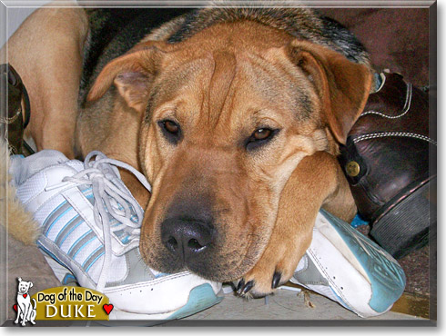 Duke, the Dog of the Day