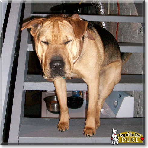 Duke, the Dog of the Day