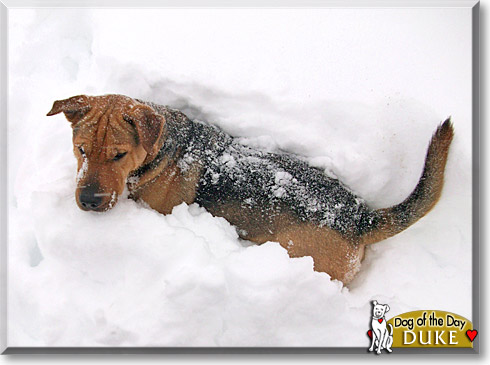 Duke, the Dog of the Day