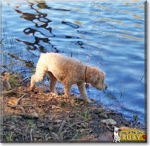 Ruby, the Dog of the Day