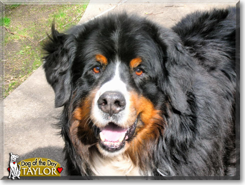 Taylor, the Dog of the Day Taylor, the Dog of the Day