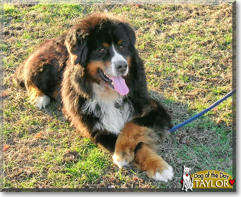 Taylor, the Dog of the Day Taylor, the Dog of the Day