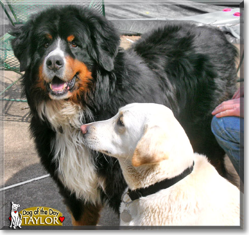 Taylor, the Dog of the Day Taylor, the Dog of the Day