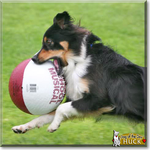 Huck, the Dog of the Day Huck, the Dog of the Day
