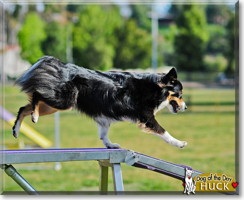 Huck, the Dog of the Day Huck, the Dog of the Day
